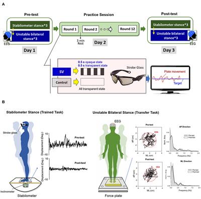 Reliance on Visual Input for Balance Skill Transfer in Older Adults: EEG Connectome Analysis Using Minimal Spanning Tree